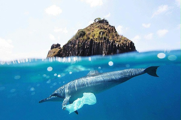 海洋生物被塑料污染